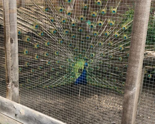 508007222_1394686932656918_1881946495827203495_n