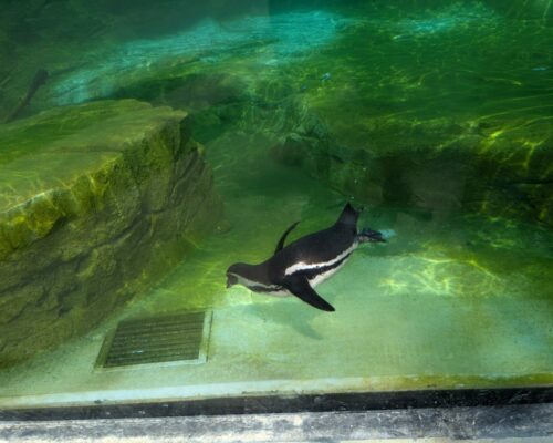 508194770_1396555709136707_8158834587609278596_n